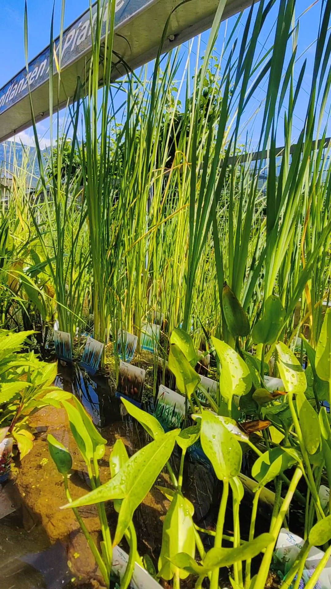 Pond plants / shore plants diverse