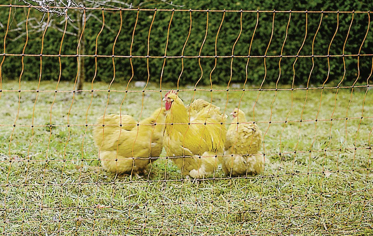 Pasture fence – Euronet for poultry 50m H112cm