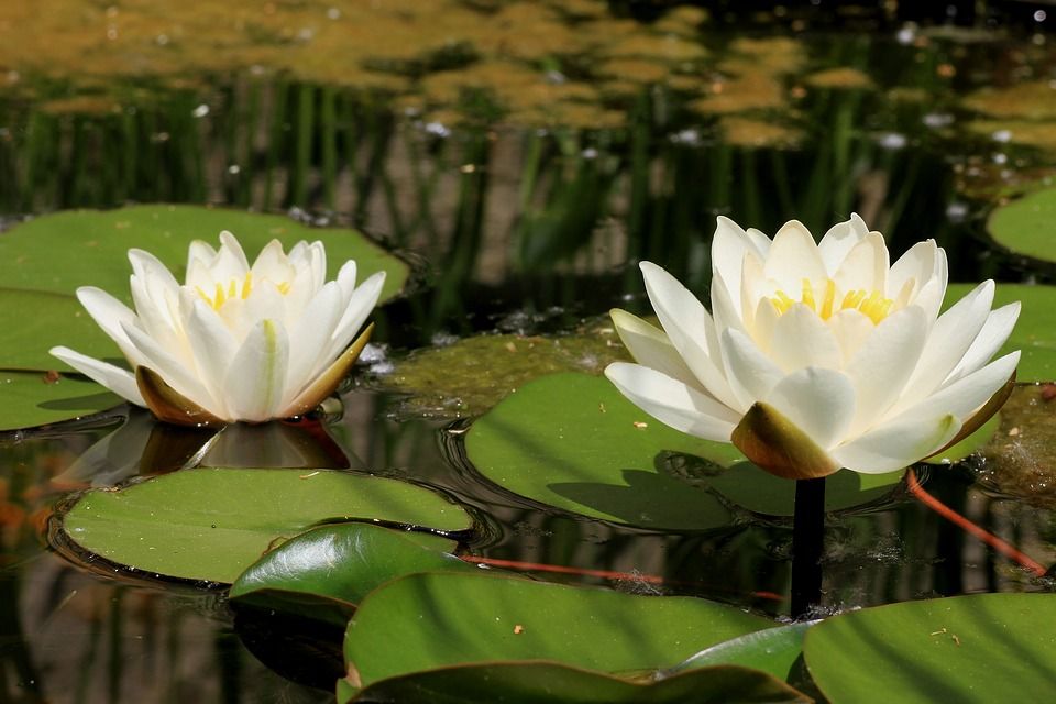 Pond plant Water Lily different colours