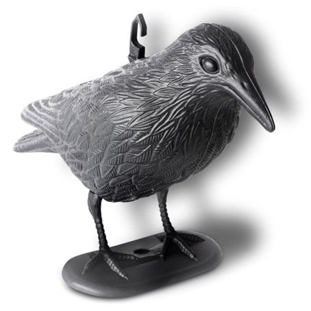 Pigeon-Defence Black Raven