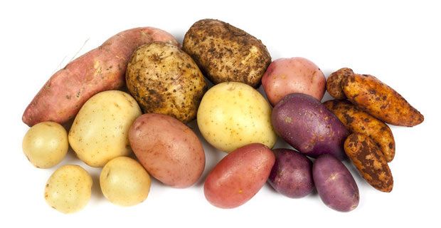 Seed potato 5kg