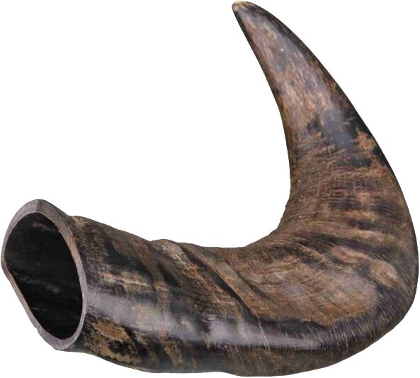 Buffalo chewing horn TX27742