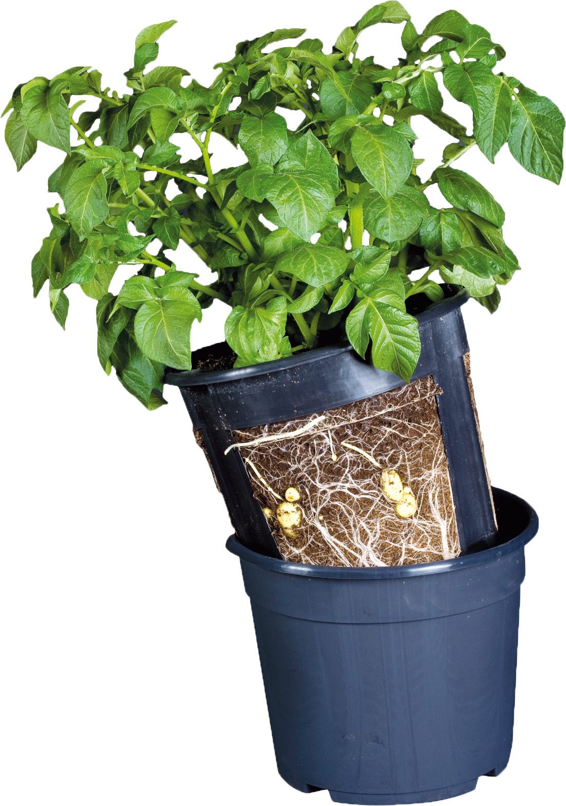 Potato Pot Ø30 H27cm